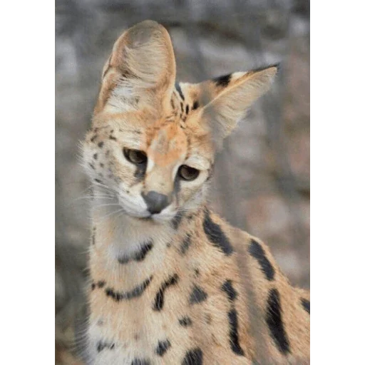 Gatos 58