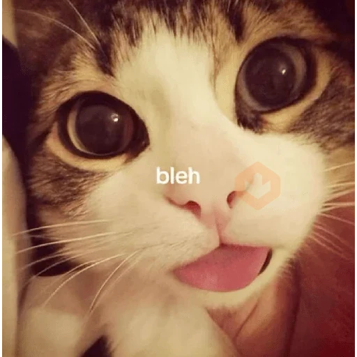 Gatos 58