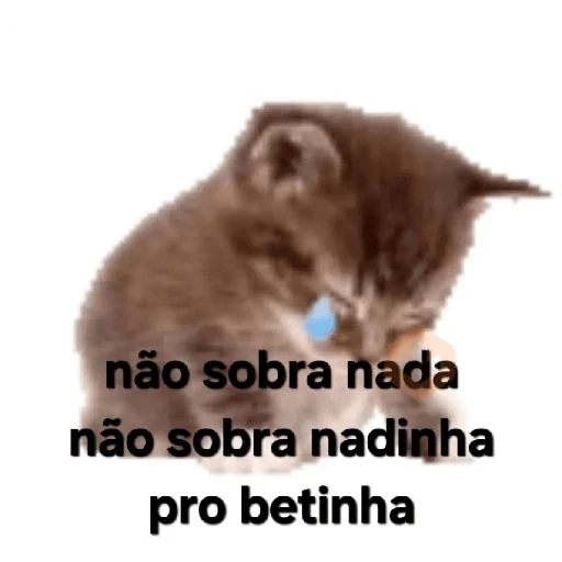 Gatos 58