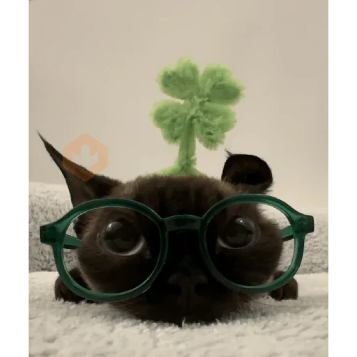 Gatos 58