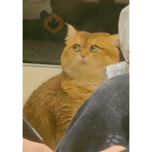 Gatos 58