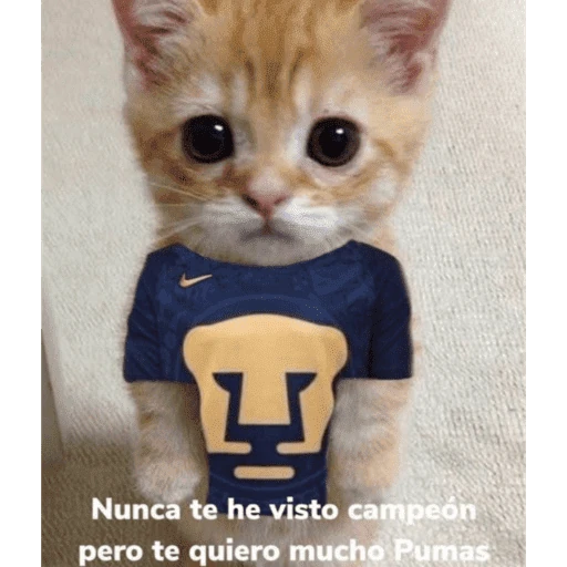 Pumas