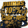 Pumas