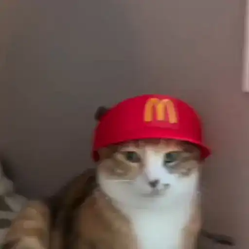 Gatos. | @illvocano  𝐇aki.