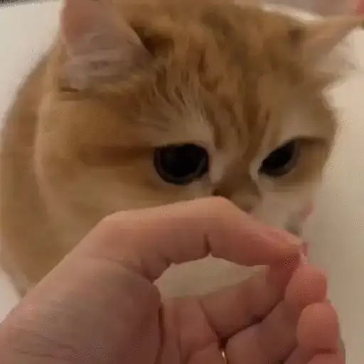 Gatos. | @illvocano  𝐇aki.