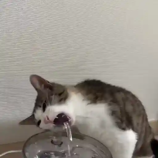 Gatos. | @illvocano  𝐇aki.