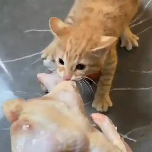 Gatos. | @illvocano  𝐇aki.