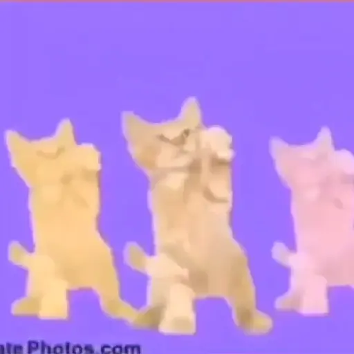 gatos bailando preview