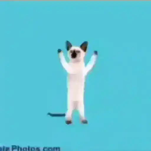 gatos bailando preview