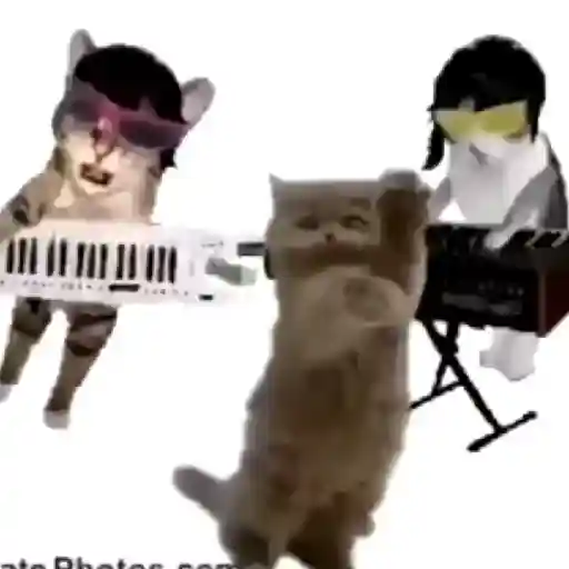 gatos bailando