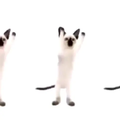 gatos bailando preview
