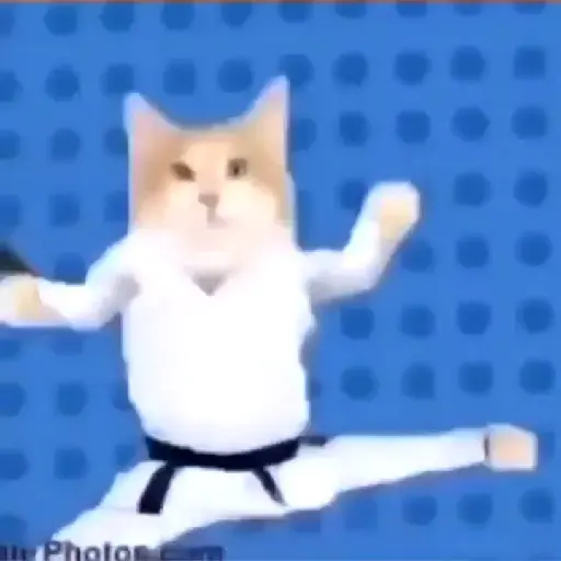 gatos bailando preview