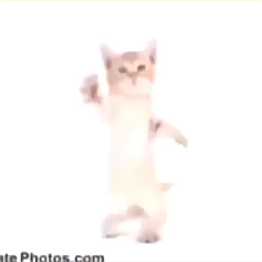 gatos bailando