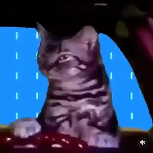 gatos bailando