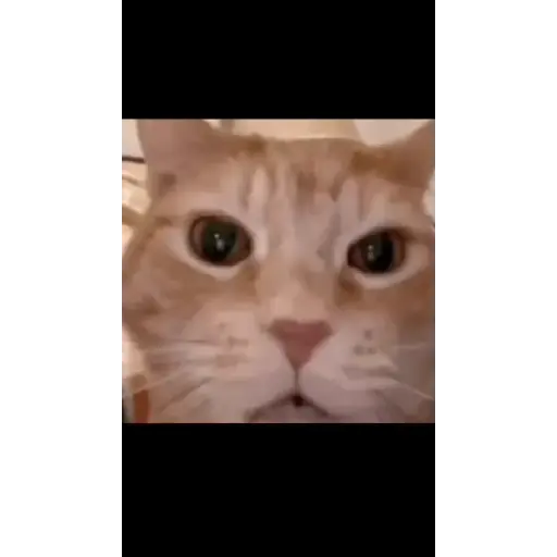 gato bailando preview