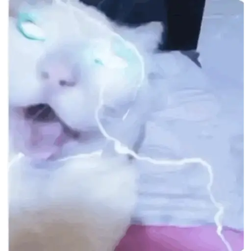 gato bailando preview