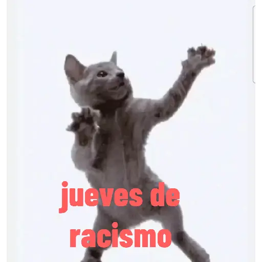 gato bailando