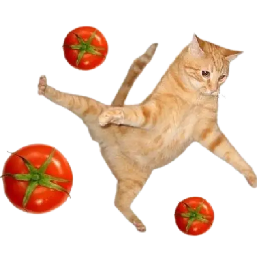 Tomate no gato 🍅