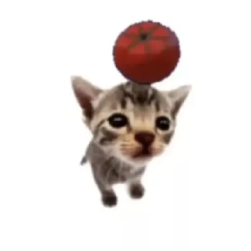 Tomate no gato 🍅