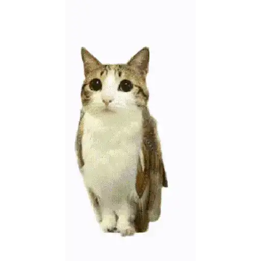 Tomate no gato 🍅