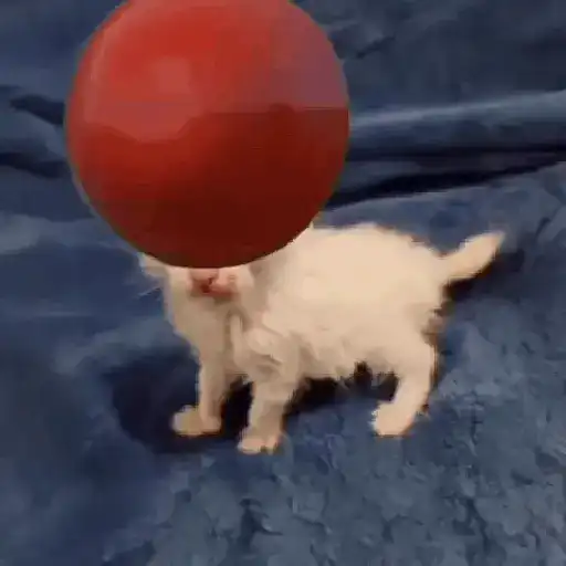 Tomate no gato 🍅