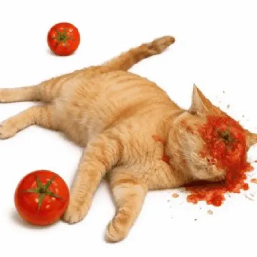 Tomate no gato 🍅 preview