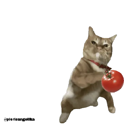 Tomate no gato 🍅