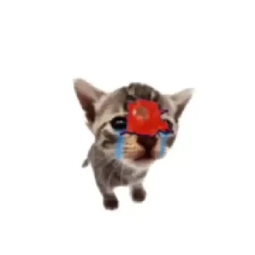 Tomate no gato 🍅