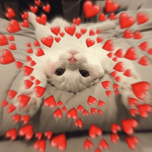 Gatos 💕