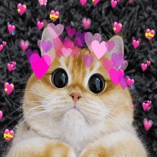 Gatos 💕