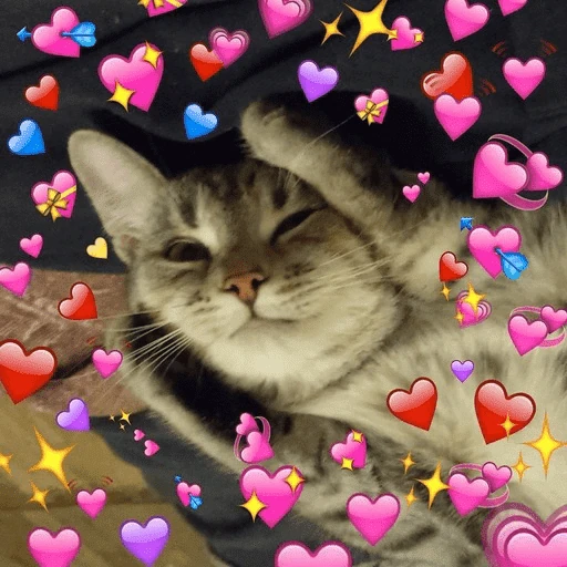 Gatos 💕