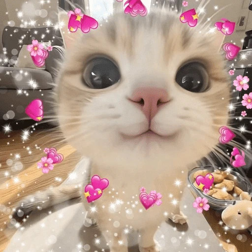 Gatos 💕