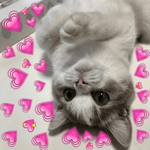 Gatos 💕
