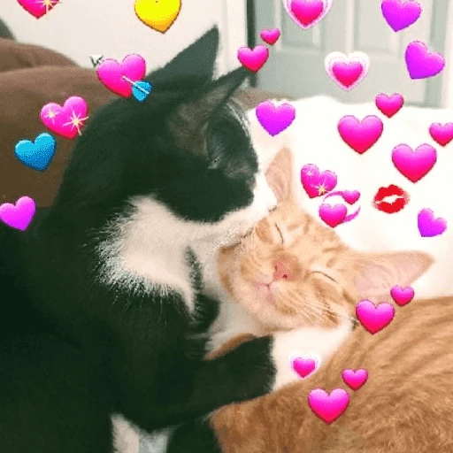 Gatos 💕
