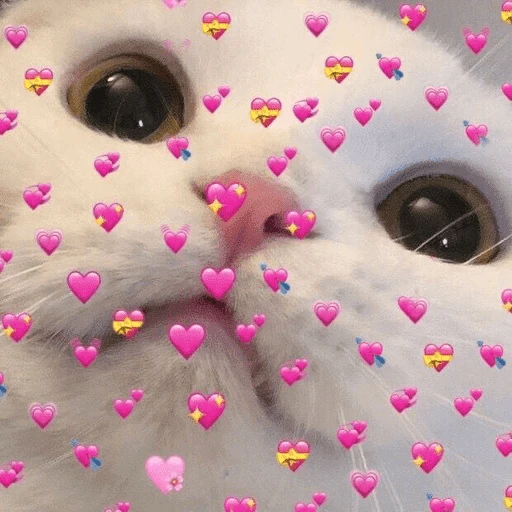 Gatos 💕