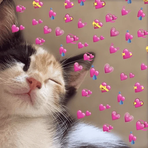 Gatos 💕