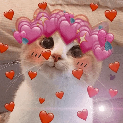 Gatos 💕