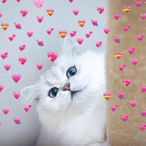 Gatos 💕