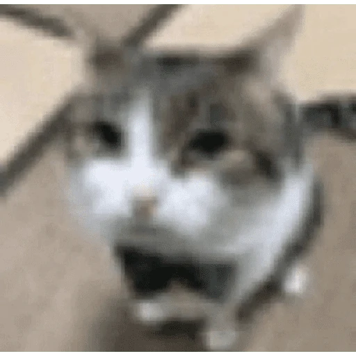 gatos the best