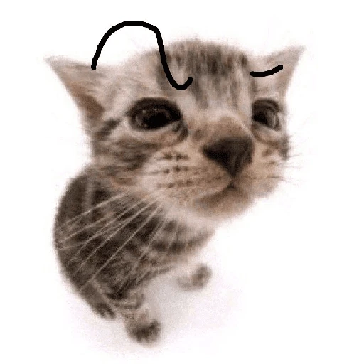 gatos the best