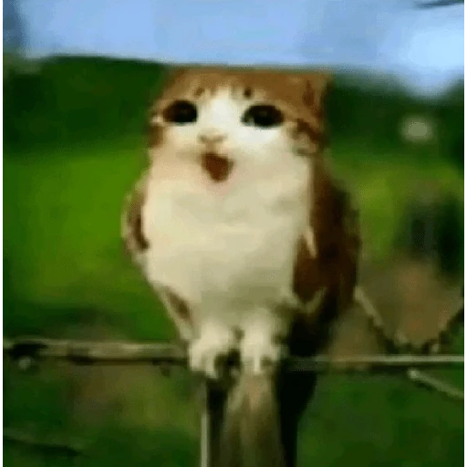 gatos the best