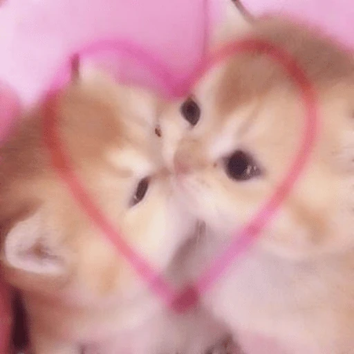 gatos the best