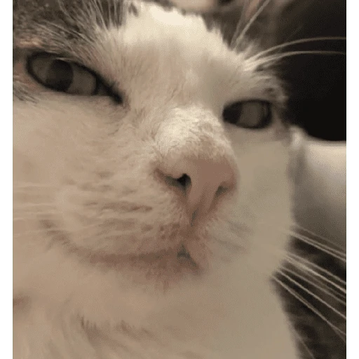 gatos the best