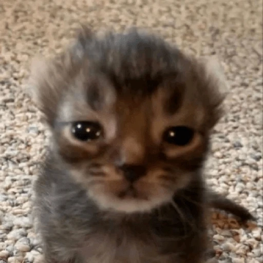 gatos the best