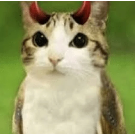 gatos the best