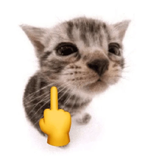 gatos the best