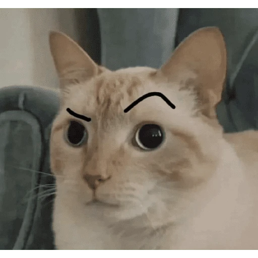 gatos the best