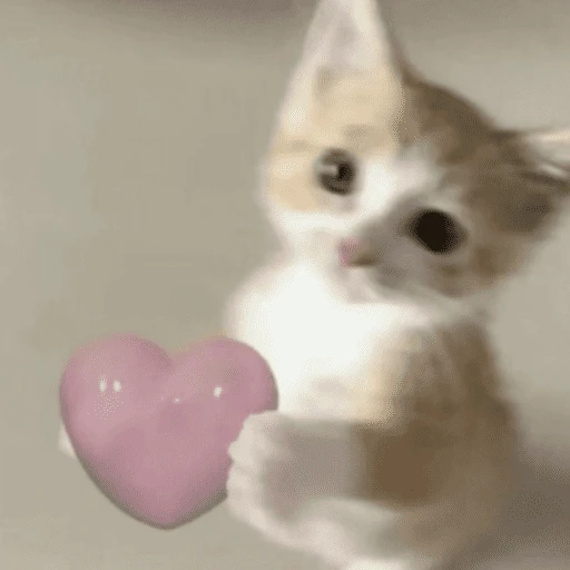 gatos the best