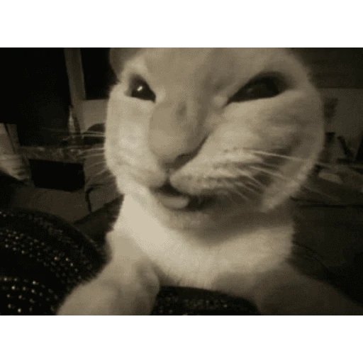 gatos the best