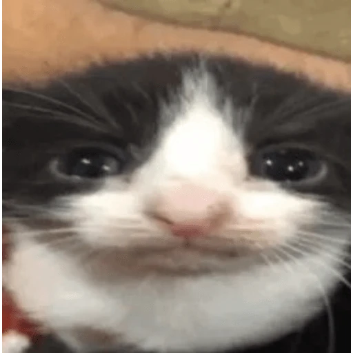 gatos the best